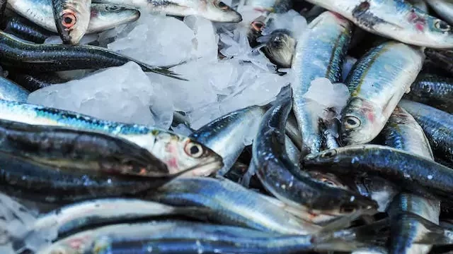 Sardines - High Protein Seafood