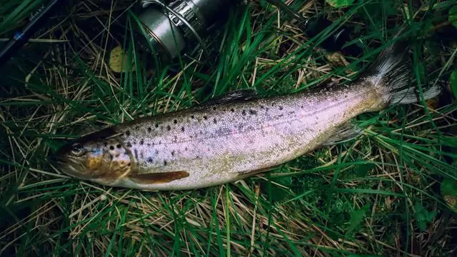 Trout - High Protein Seafood