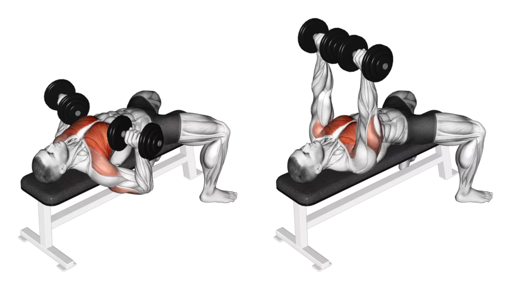 Db Bench Press Muscles - All Chest Exercises - Chest workout