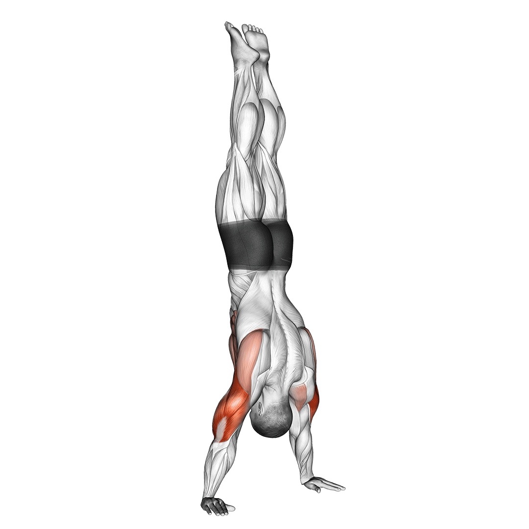 Handstand Push Up - Push Up
