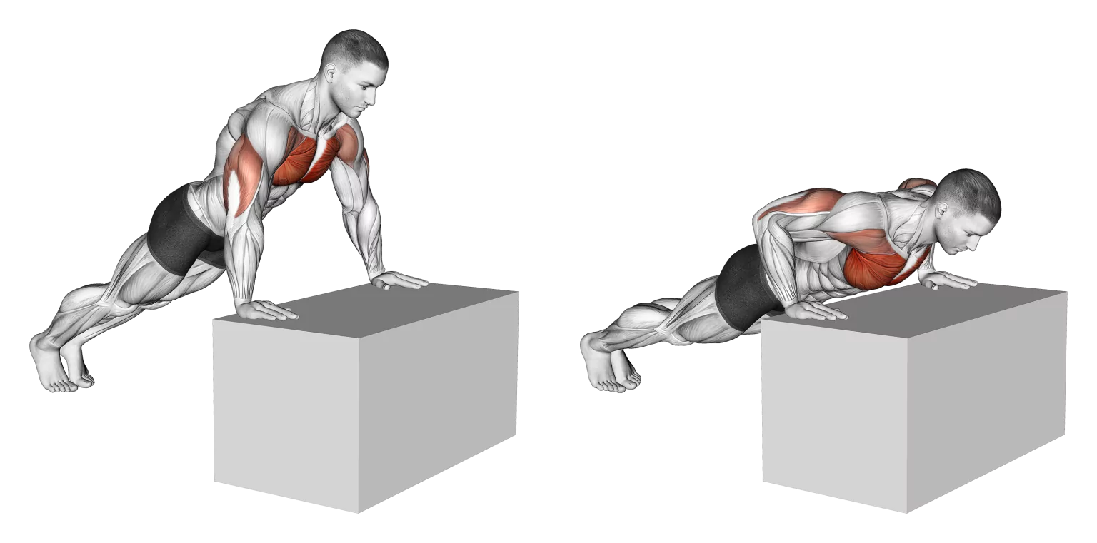 Push Up - Incline Push Up Muscles