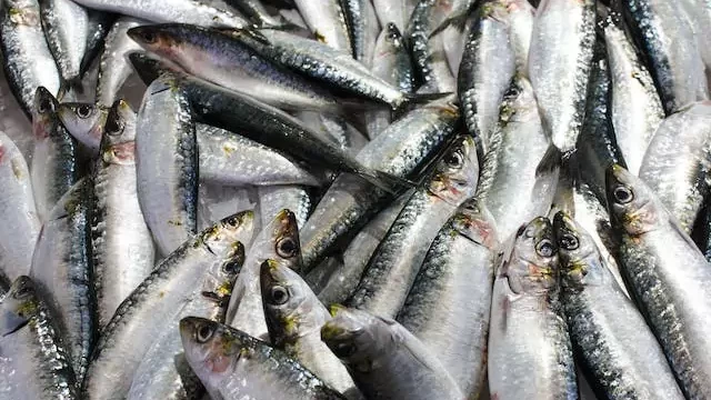 Mackerel - High Protein Seafood