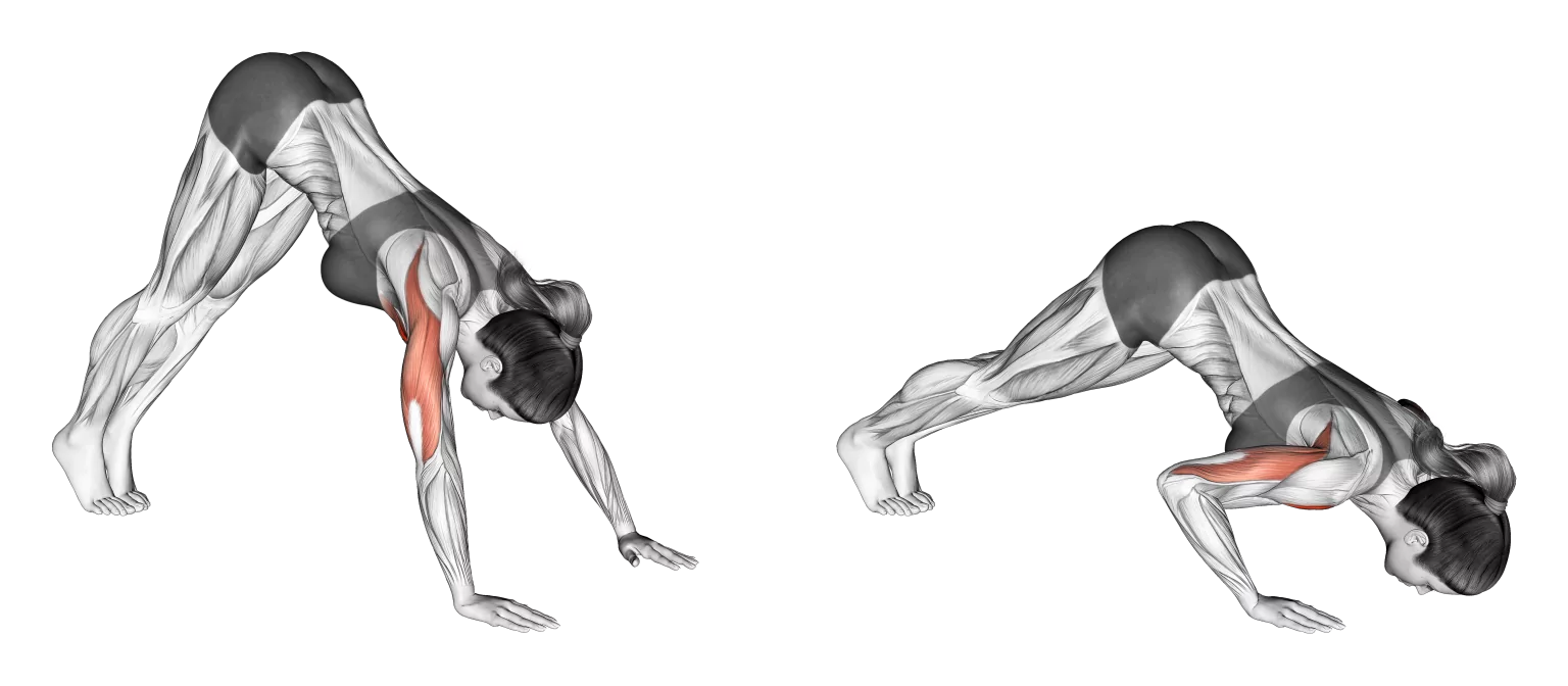 Push Up - Pike Push Up Holds